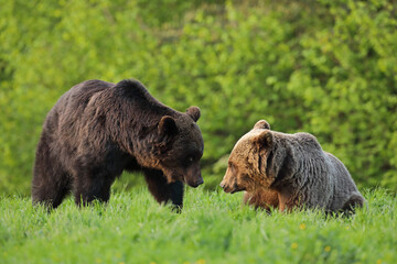 Niedźwiedź brunatny, (Ursus arctos), brown bear © Bartosz Rakoczy