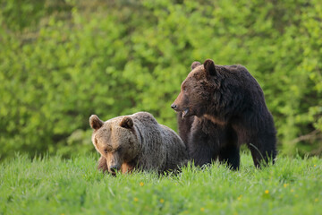 Niedźwiedź brunatny, (Ursus arctos), brown bear © Bartosz Rakoczy