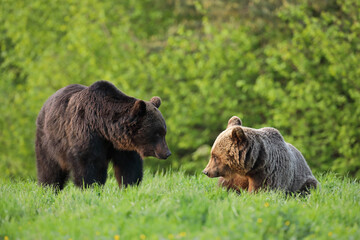 Niedźwiedź brunatny, (Ursus arctos), brown bear © Bartosz Rakoczy