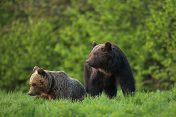 Niedźwiedź brunatny, (Ursus arctos), brown bear © Bartosz Rakoczy