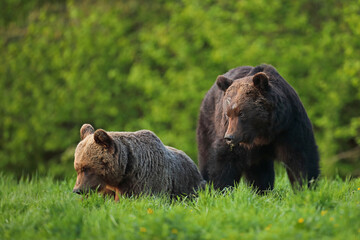 Niedźwiedź brunatny, (Ursus arctos), brown bear © Bartosz Rakoczy