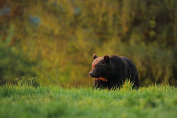Niedźwiedź brunatny, (Ursus arctos), brown bear © Bartosz Rakoczy
