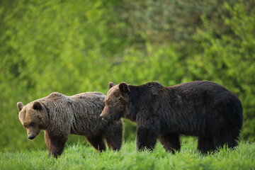 Niedźwiedź brunatny, (Ursus arctos), brown bear © Bartosz Rakoczy