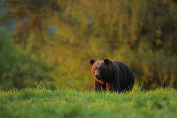 Niedźwiedź brunatny, (Ursus arctos), brown bear © Bartosz Rakoczy