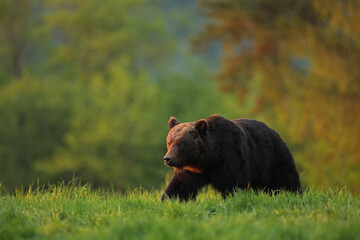 Niedźwiedź brunatny, (Ursus arctos), brown bear © Bartosz Rakoczy