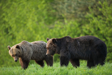 Niedźwiedź brunatny, (Ursus arctos), brown bear © Bartosz Rakoczy
