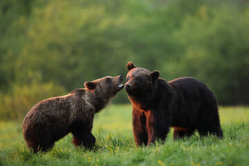 Niedźwiedź brunatny, (Ursus arctos), brown bear © Bartosz Rakoczy