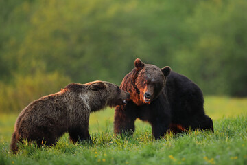 Niedźwiedź brunatny, (Ursus arctos), brown bear © Bartosz Rakoczy