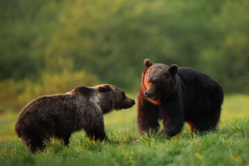Niedźwiedź brunatny, (Ursus arctos), brown bear © Bartosz Rakoczy