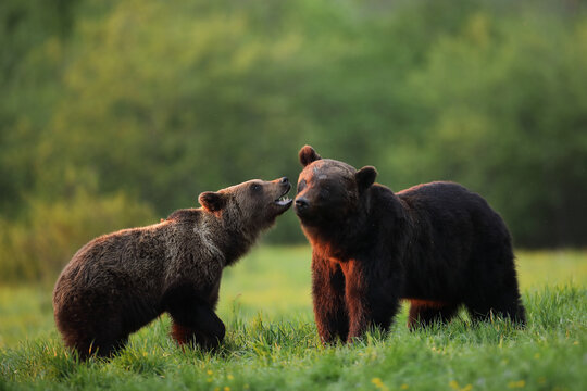 Niedźwiedź brunatny, (Ursus arctos), brown bear