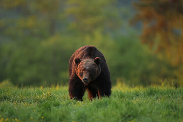 Niedźwiedź brunatny, (Ursus arctos), brown bear © Bartosz Rakoczy