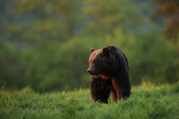 Niedźwiedź brunatny, (Ursus arctos), brown bear © Bartosz Rakoczy