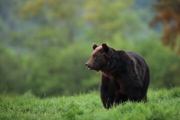 Niedźwiedź brunatny, (Ursus arctos), brown bear © Bartosz Rakoczy
