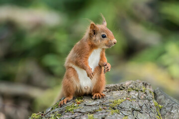 Red Squirrel on a tree trunk in a forest, close up