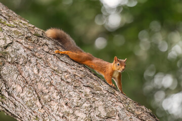 Red Squirrel clinging on to a tree trunk
