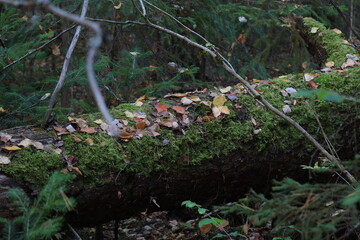 Fototapeta premium moss-covered fallen tree in autumn forest