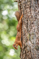 Fototapeta premium Generated image