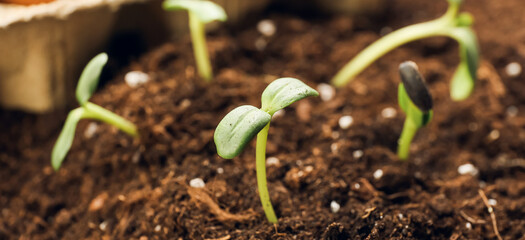 Green seedlings growing in garden outdoors, closeup