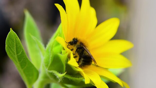 Honey bee (Apis mellifera) on sunflower (Helianthus annuus) collecting nectar close up. Funny animal moves.
