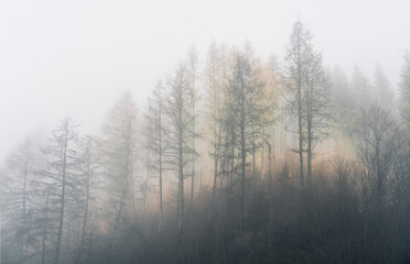 Misty forest with tall, slender trees, obscured by dense fog, creating a serene and mysterious atmosphere in soft, muted tones.