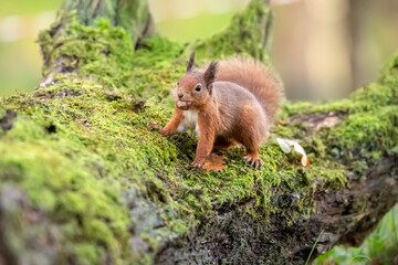 Red Squirrel on a moss covered fallen tree trunk