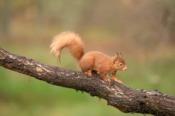 Red Squirrel on a branch