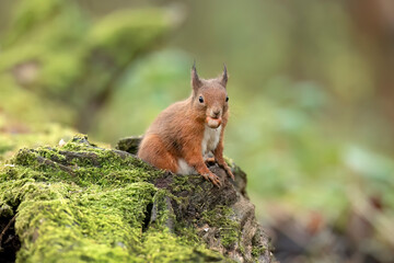 Red Squirrel coming out of a hole on a tree.