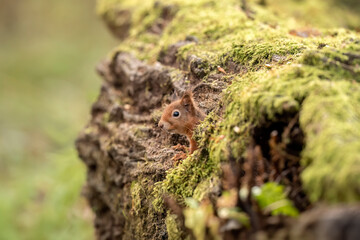 Red Squirrel coming out of a hole on a tree