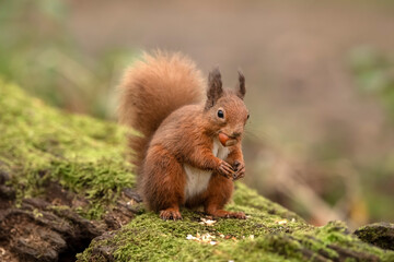 Red Squirrel on a moss covered fallen tree trunk