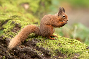 Red Squirrel on a moss covered fallen tree trunk