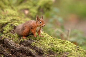 Red Squirrel on a moss covered fallen tree trunk