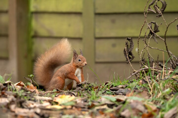 Red Squirrel on the ground in front of a fence
