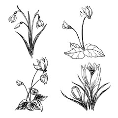 Set of Line Drawn Spring Flowers