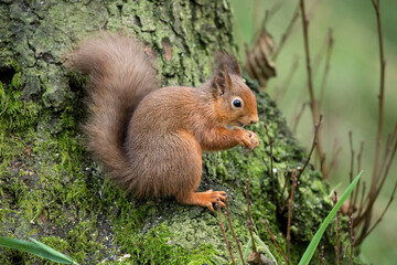 Red Squirrel close up on the side of a tree in Scotland