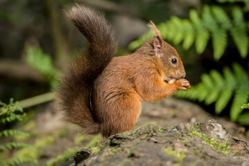 Red Squirrel in a forest, close up