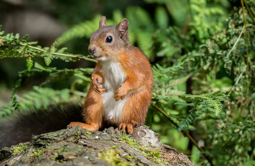 Red Squirrel in a forest, close up