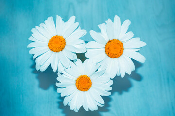 Obraz premium three daisies. Wild flowers chamomile on a light background. Natural composition. Nature.