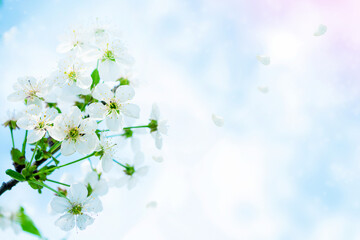 Blossoming branch cherry. Bright colorful spring flowers