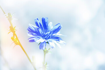 Fototapeta premium Bright flowers chicory. nature. Cichorium intybus