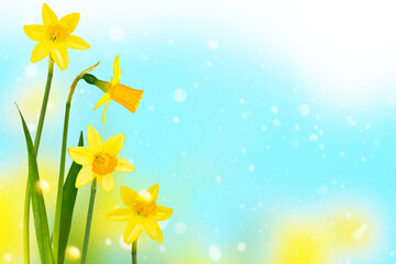 Spring flowers of daffodils. Bright and colorful flowers