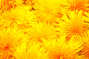 Blurred. Bright colorful spring background of yellow dandelion flowers.