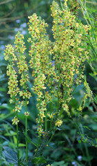 Black mullein (Verbascum nigrum) blooms in nature