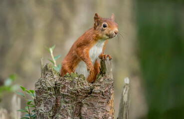Red Squirrel in a forest, close up