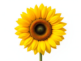 Obraz premium Sunflower, yellow, bright, petals, center, brown, seeds, vibrant, nature, flower, bloom, summer, plant, golden, floral, close-up, isolated, background, white, fresh, natural, botanical, garden, sunny,