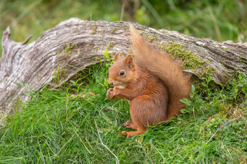 Red squirrel on the grass eating a nut