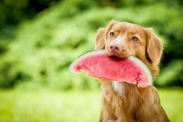 cute and adorable nova scotia duck tolling retriever dog aka toller holding a watermelon in its...