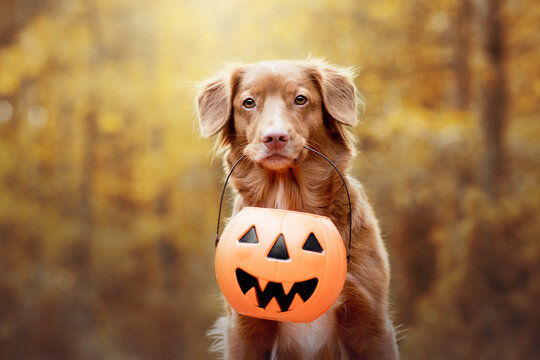Nova scotia duck tolling retriever holding a halloween pupkin in its mouth