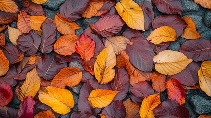 Autumn leaves falling nature trail high-resolution image outdoor environment ground level view seasonal beauty