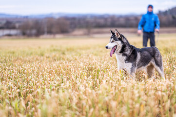 siberian husky dog with his owner on the right side of the photo with empty space for text on left side. Husky is standing in the yellow field of grass with open mouth and his tongue out