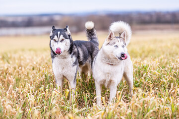 two siberian husky dogs licking their own muzzle, standing in the yellow field of grass